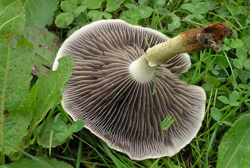 Leratiomyces percevalii